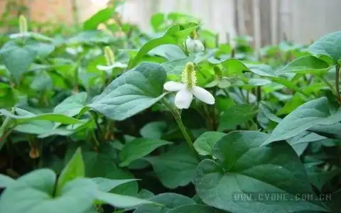 鱼腥草种植技术