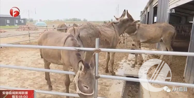 肉毛驴的养殖周期_肉毛驴养殖技术_毛驴养殖户