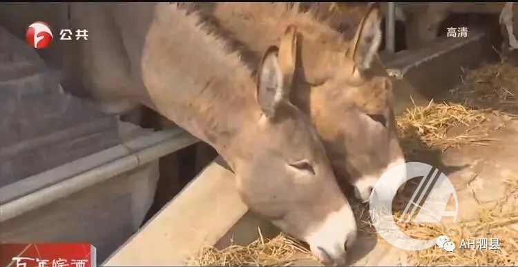 肉毛驴养殖技术_毛驴养殖户_肉毛驴的养殖周期