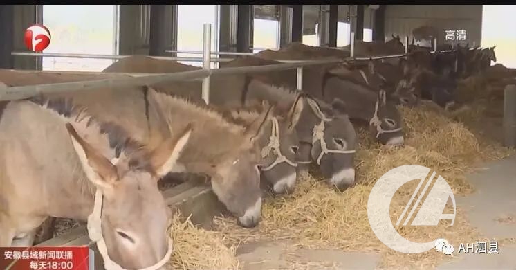 肉毛驴养殖技术_毛驴养殖户_肉毛驴的养殖周期