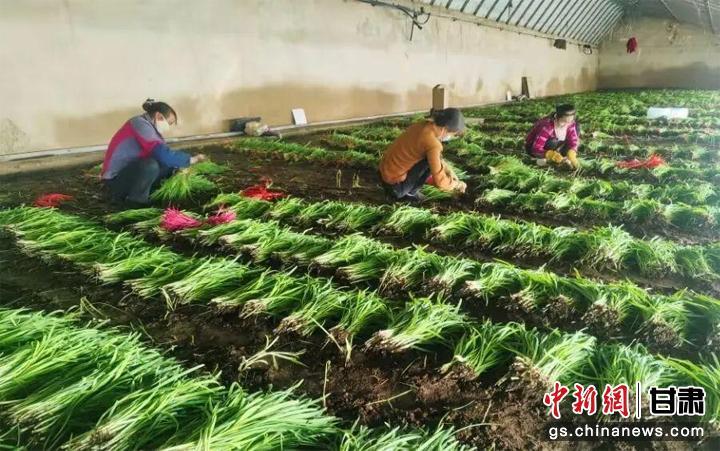 致富枸杞种植叶子图片_致富经枸杞种植视频_种植枸杞叶致富