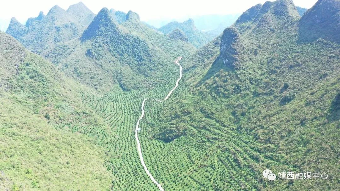 澳洲坚果种植效益_致富澳洲坚果种植视频_种植澳洲坚果致富