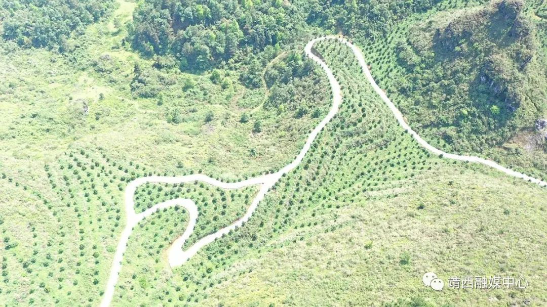 种植澳洲坚果致富_致富澳洲坚果种植视频_澳洲坚果种植效益