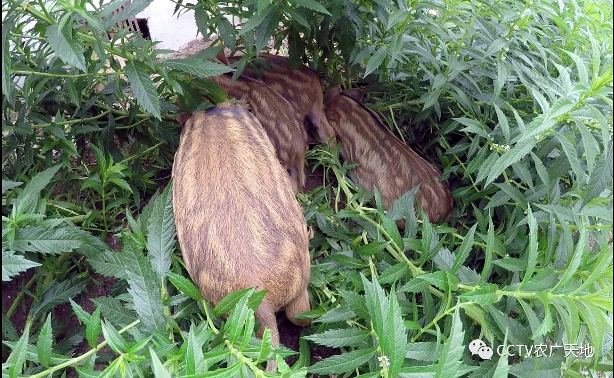 致富经野猪养殖_致富野猪养殖视频_野猪养殖户