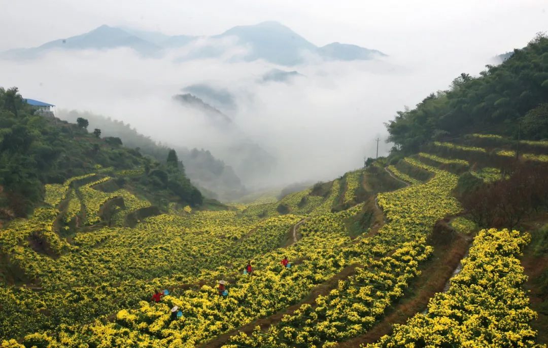 中药种植致富方子_致富中药种植方子图片_致富中药种植方子有哪些