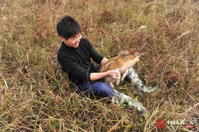 大学生放弃稳定工作 上山养野猪