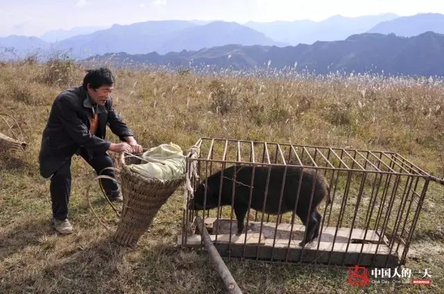 养殖业野猪_野猪养殖厂_致富经野猪养殖