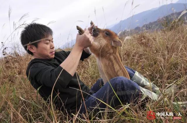 养殖业野猪_野猪养殖厂_致富经野猪养殖