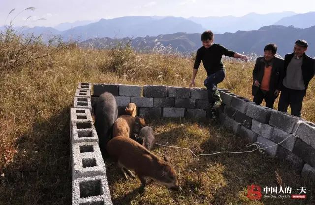 致富经野猪养殖_养殖业野猪_野猪养殖厂