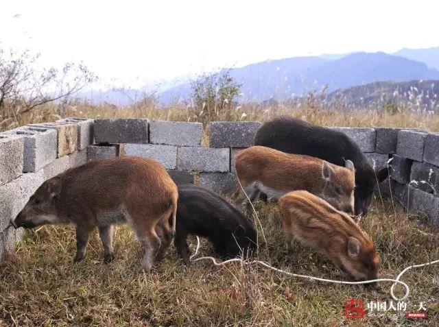 致富经野猪养殖_养殖业野猪_野猪养殖厂