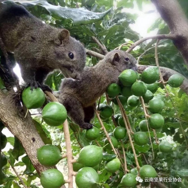 澳洲坚果种植技术_澳洲坚果种植成本和利润_种植澳洲坚果致富