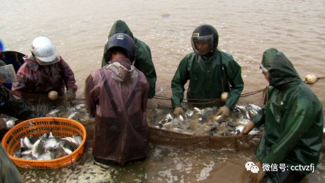 致富养殖鲷鱼图片_鲷鱼养殖技术_鲷鱼 养殖 致富