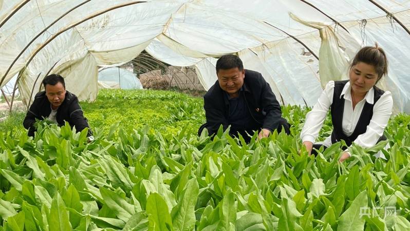 江豆种植致富_致富经豆丹养殖视频_致富经豆苗生产