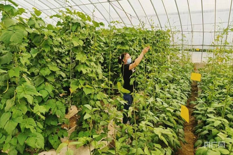 江豆种植致富_致富经豆苗生产_致富经豆丹养殖视频