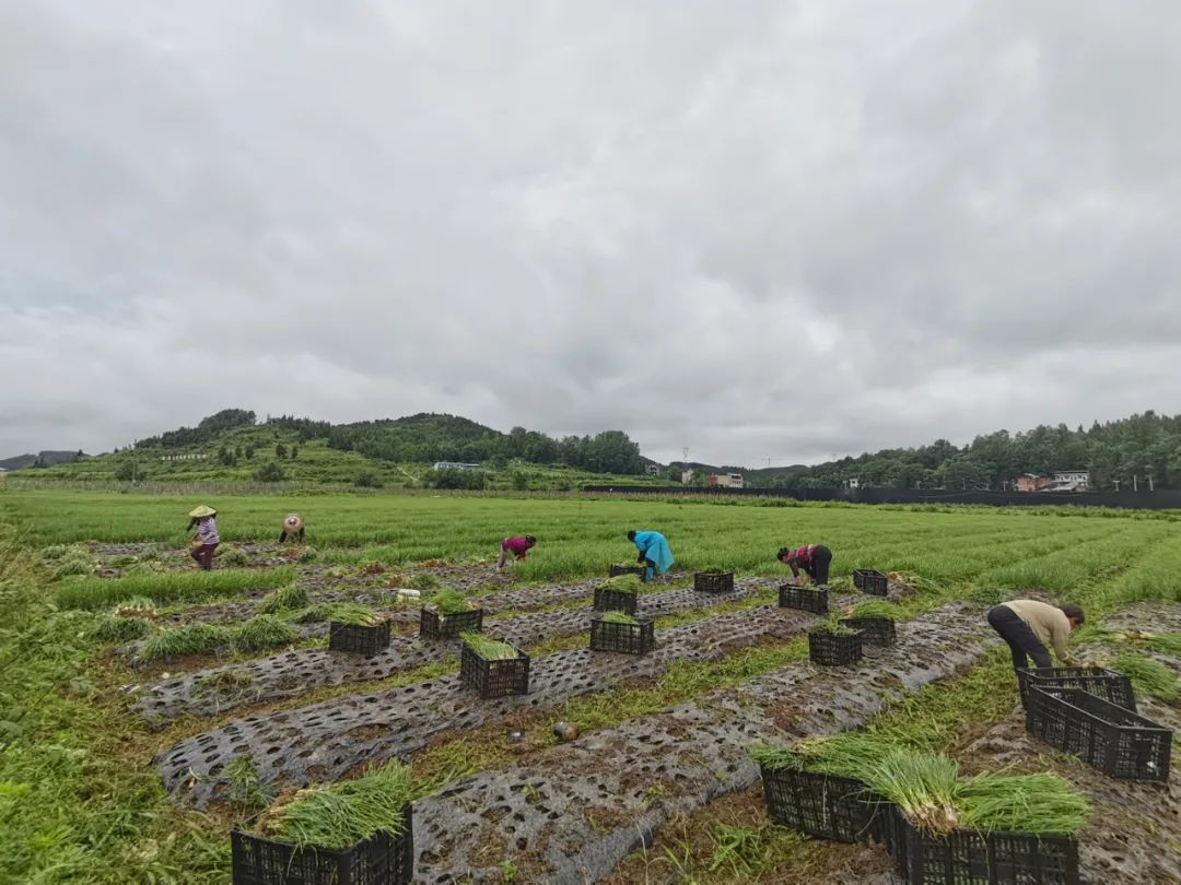 致富经豆丹养殖视频_致富经豆制品_江豆种植致富