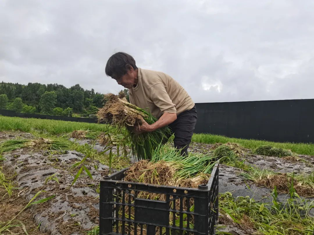 致富经豆制品_致富经豆丹养殖视频_江豆种植致富