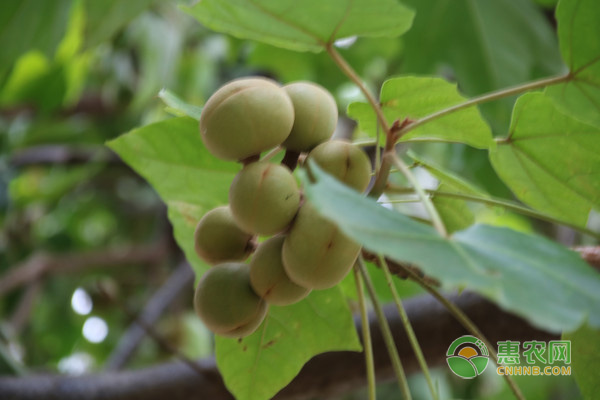 澳洲坚果种植技术管理