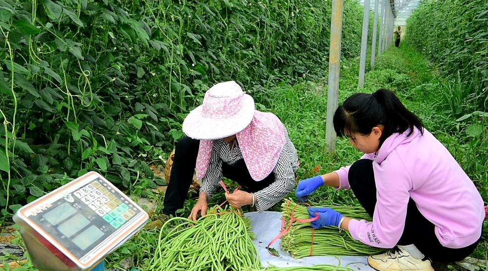 江豆种植致富_致富经豆丹养殖_致富经豆腐