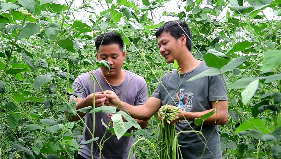 江豆种植致富_致富经豆丹养殖_致富经豆腐