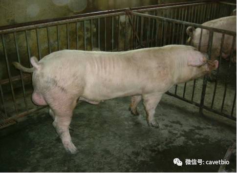杜洛克育肥猪_视频养殖猪技术杜洛克教程_杜洛克猪养殖技术视频