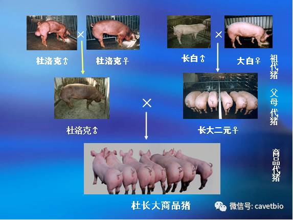 杜洛克猪养殖技术视频_杜洛克育肥猪_视频养殖猪技术杜洛克教程