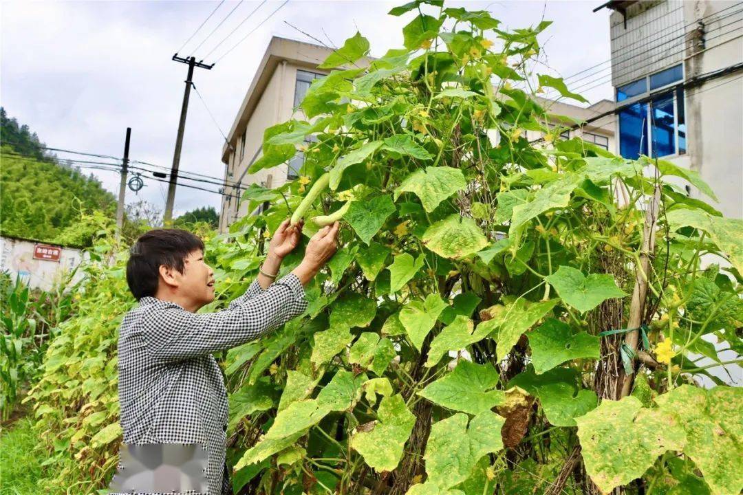 江豆种植致富_致富经豆腐_致富经豆苗生产