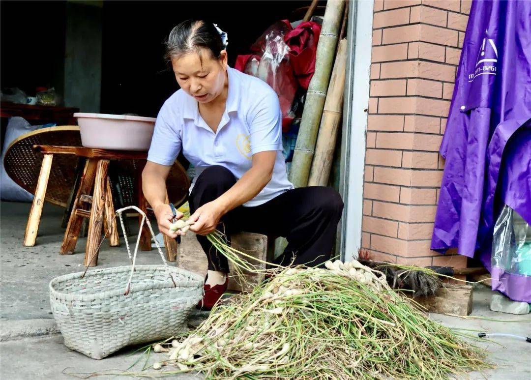 致富经豆腐_江豆种植致富_致富经豆苗生产