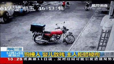 致富项目养狗_致富经养狗致富故事_央视致富经养狗