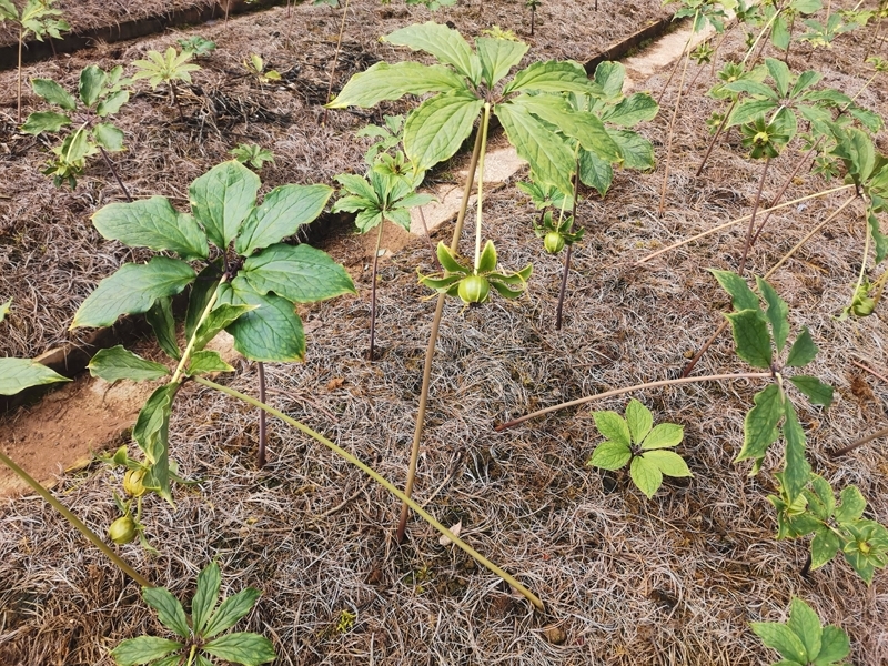 金阳：发展种植中药材带动群众增收致富