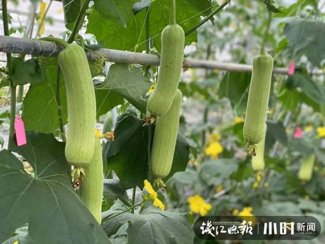 棱丝瓜的种植技术_棱丝瓜种植方法_棱丝瓜种植时间及技术要点