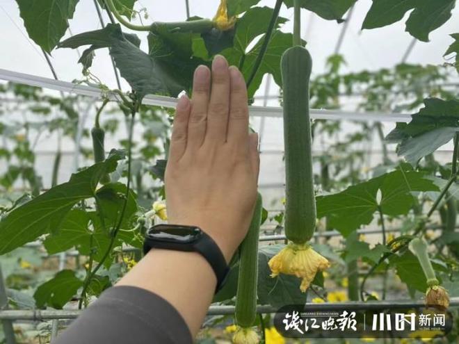 棱丝瓜种植时间及技术要点_棱丝瓜种植方法_棱丝瓜的种植技术