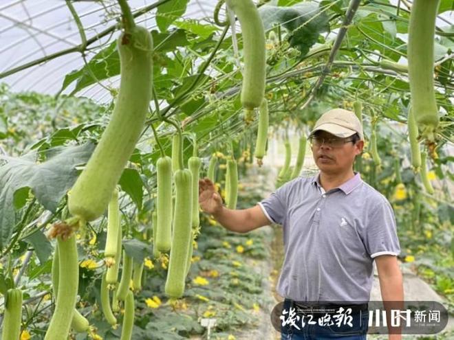 棱丝瓜种植方法_棱丝瓜种植时间及技术要点_棱丝瓜的种植技术