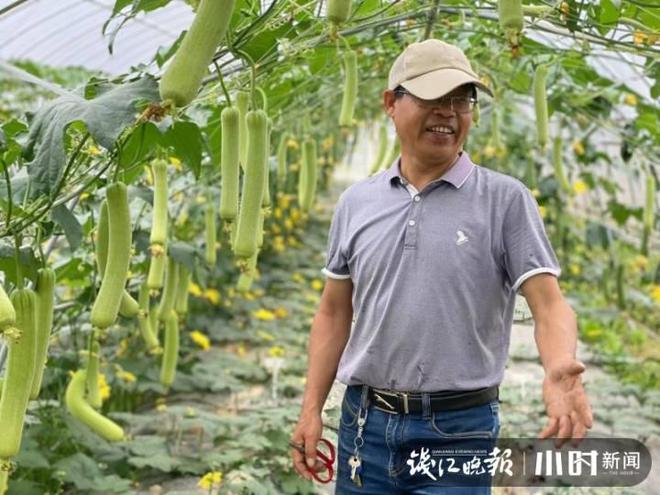 棱丝瓜种植方法_棱丝瓜的种植技术_棱丝瓜种植时间及技术要点