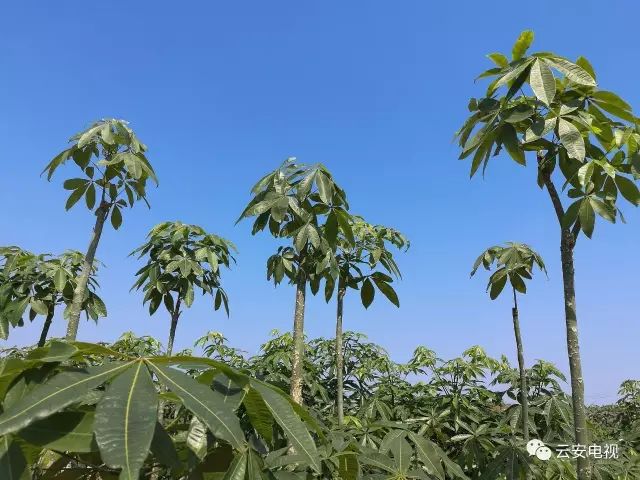 种植六堡茶可以发家致富吗_六堡茶种植项目建设方案_六堡茶群体种茶树