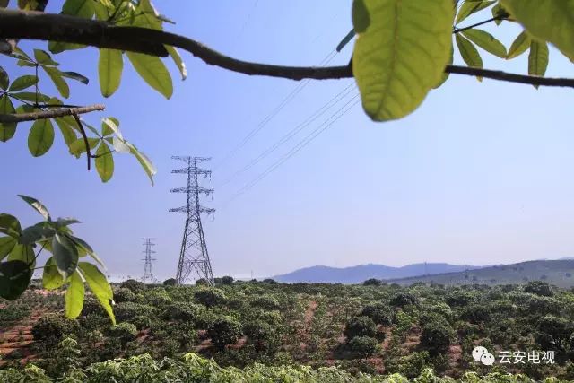 种植六堡茶可以发家致富吗_六堡茶种植项目建设方案_六堡茶群体种茶树