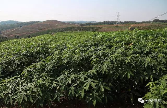 种植六堡茶可以发家致富吗_六堡茶群体种茶树_六堡茶种植项目建设方案