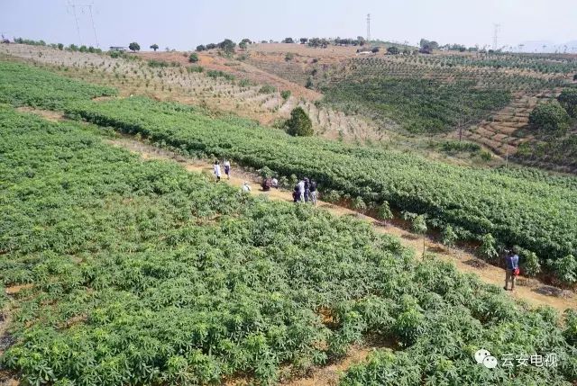 种植六堡茶可以发家致富吗_六堡茶种植项目建设方案_六堡茶群体种茶树