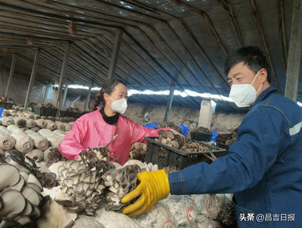 养蘑菇效益怎么样_致富经养蘑菇_蘑菇养殖前景如何