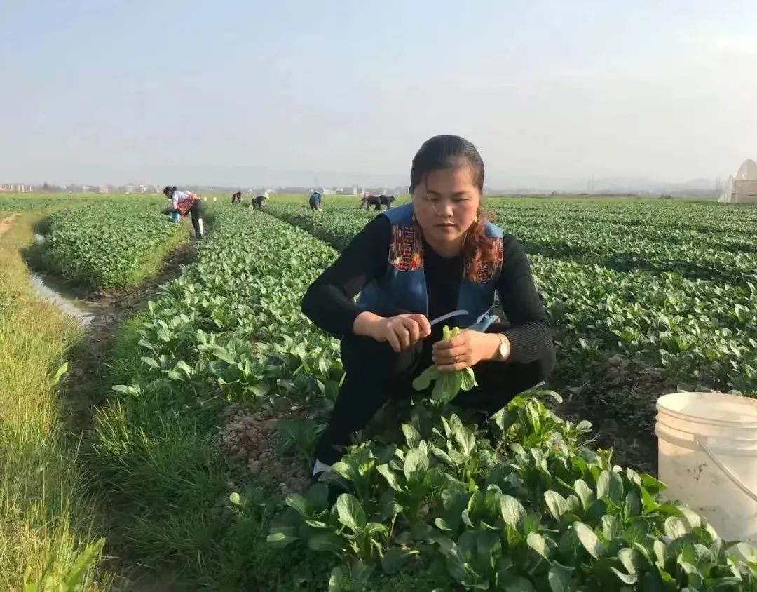 致富经豆腐_江豆种植致富_致富经豆丹养殖视频