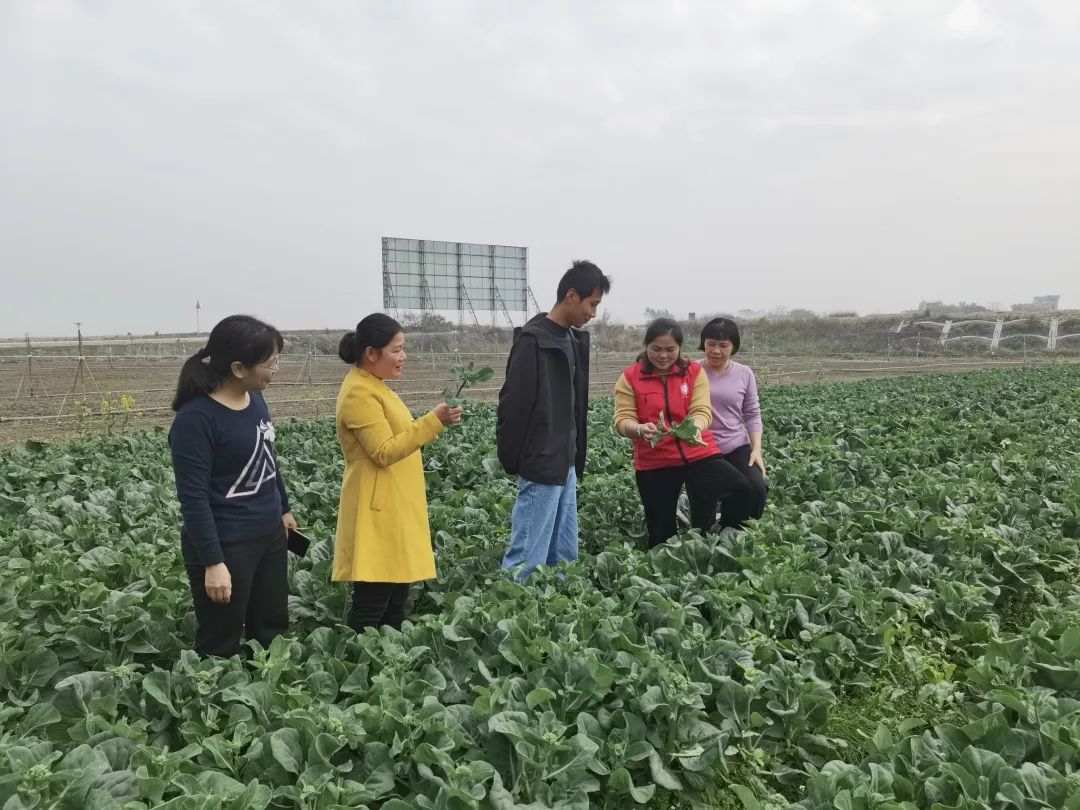 致富经豆丹养殖视频_江豆种植致富_致富经豆腐