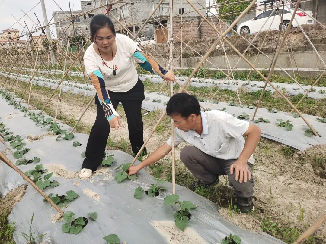 致富经豆腐_江豆种植致富_致富经豆丹养殖视频