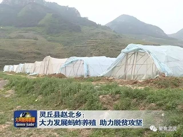 山东蚂蚱养殖基地_山东蚂蚱养殖技术_养殖山东蚂蚱技术要求