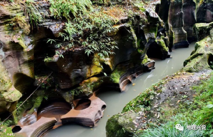 防风种植技术_防风的种植前景_防风种植致富热