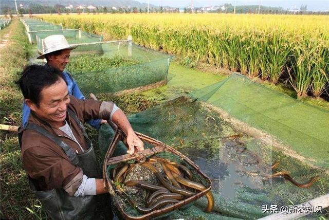 养殖黄鳝网箱池塘技术要求_养殖黄鳝网箱池塘技术视频_黄鳝养殖技术池塘网箱