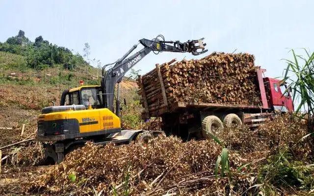 六堡茶种植成本_六堡茶种植项目建设方案_种植六堡茶可以发家致富吗