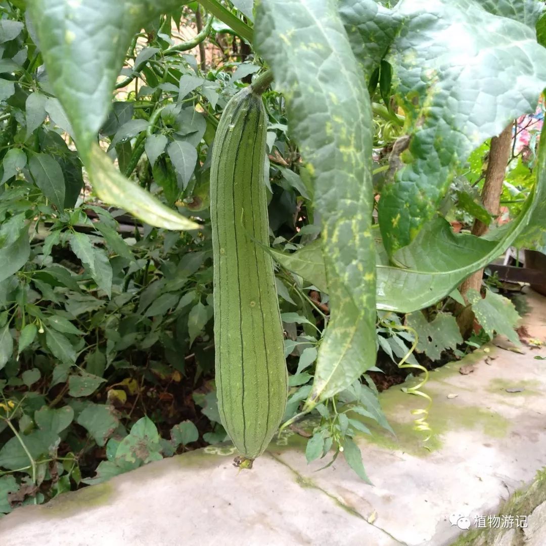 棱丝瓜种植时间及技术要点_棱角丝瓜种_棱丝瓜的种植技术