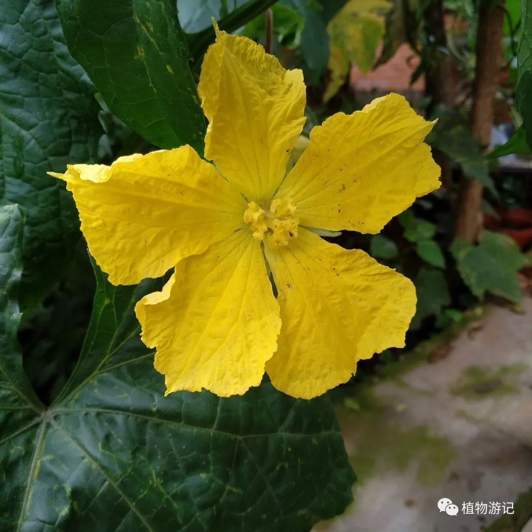 棱角丝瓜种_棱丝瓜种植时间及技术要点_棱丝瓜的种植技术