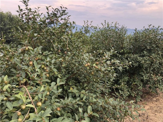 油茶种植由来已久 油茶致富油然而生