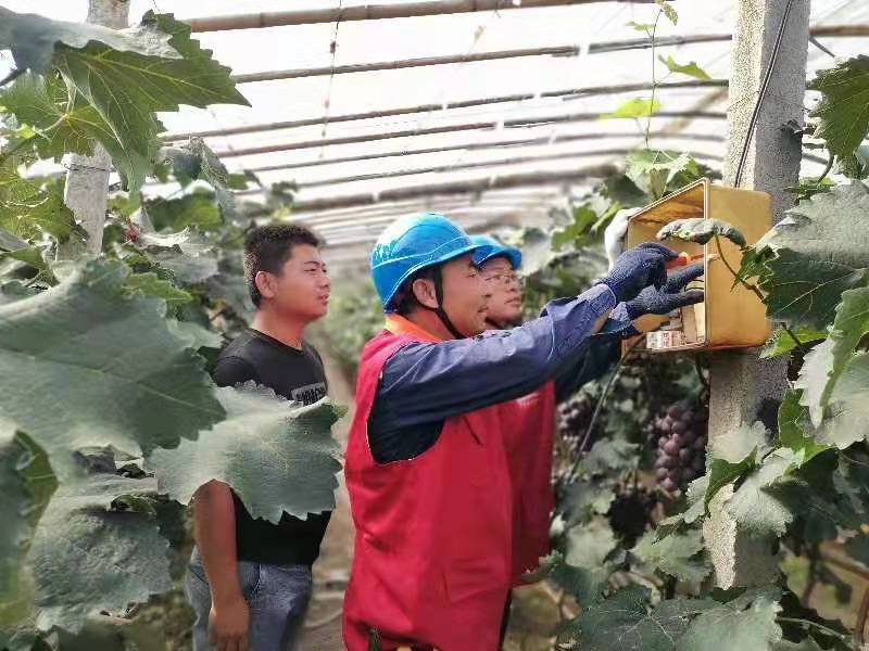 视频致富种植葡萄是真的吗_cctv7葡萄种植全部视频_葡萄种植致富视频