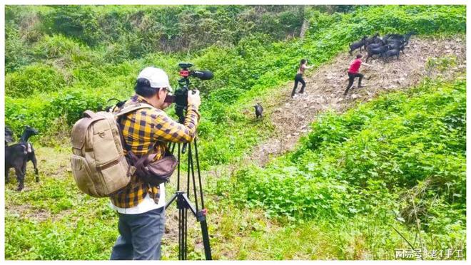 沧山黑山羊养殖加盟_沧山黑山羊cctv致富经_致富经养黑山羊视频全集